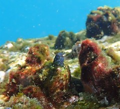 Parablennius intermedius