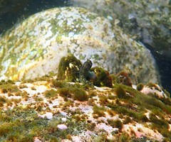 Parablennius intermedius