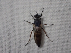 Ozodiceromyia nigrimana