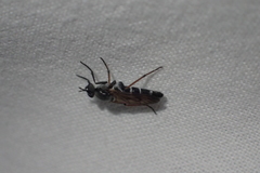 Ozodiceromyia nigrimana
