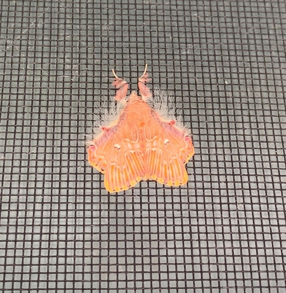 Walker's Moth from Manzanillo, Col., México on March 01, 2023 at 10:15 ...