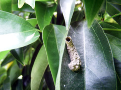 Paraleptomenes miniatus