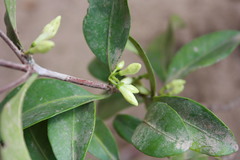 Coffea mangoroensis image