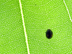 Cryptogonus orbiculus