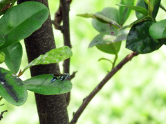 Chalybion japonicum
