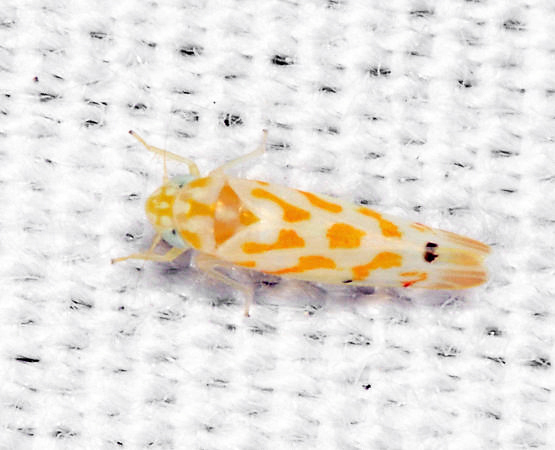 Eratoneura ungulata