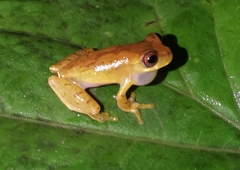 Yellow-Toed Treefrog photo 2