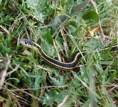Thamnophis elegans elegans