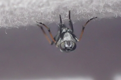 Ozodiceromyia nigrimana