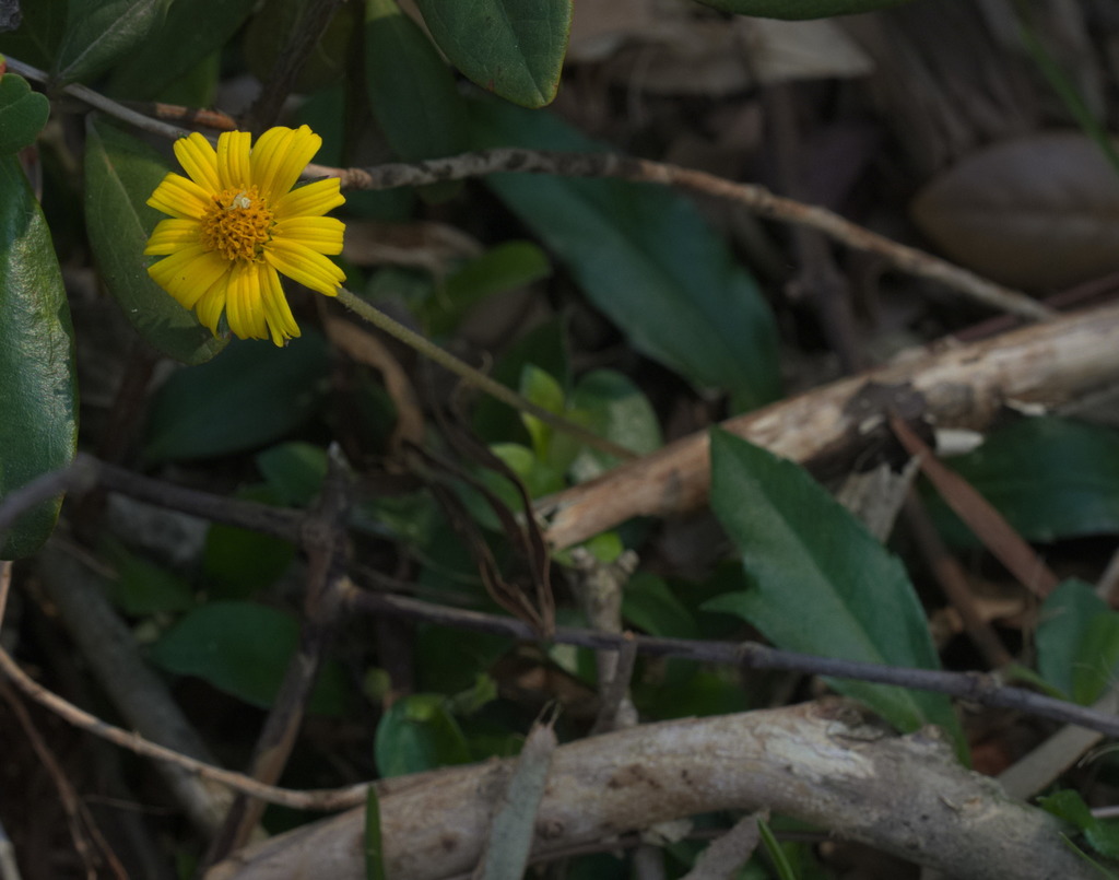 Sphagneticola trilobata, High Island Reservoir, Sai Kung, Hong Kong
