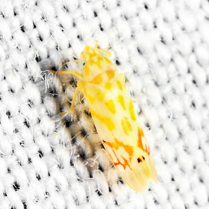 Eratoneura unica