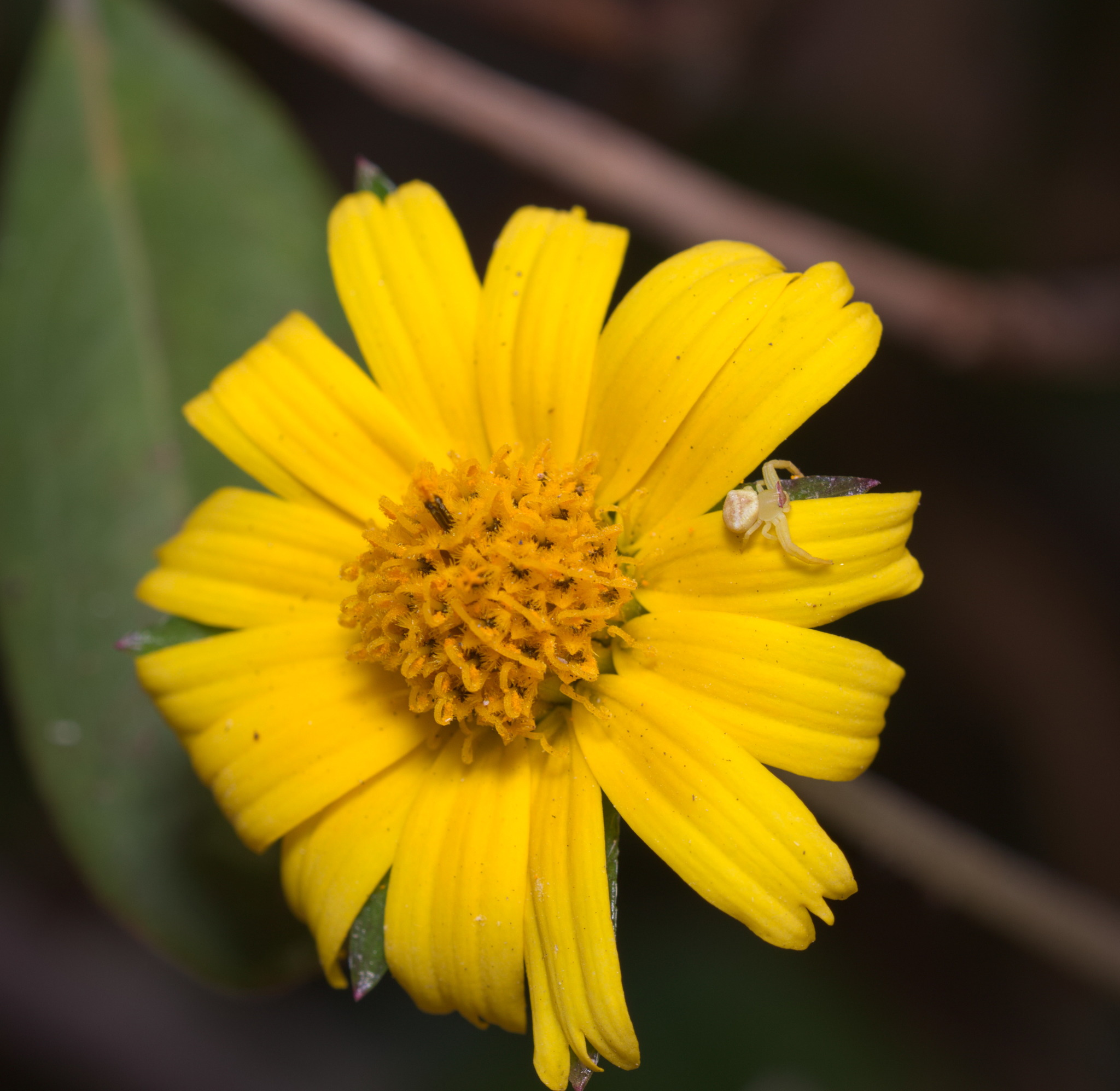 Sphagneticola