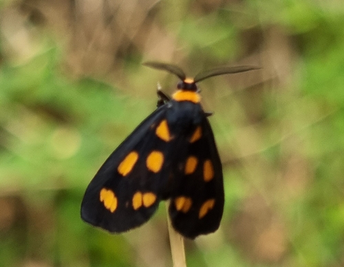 Asura cervicalis