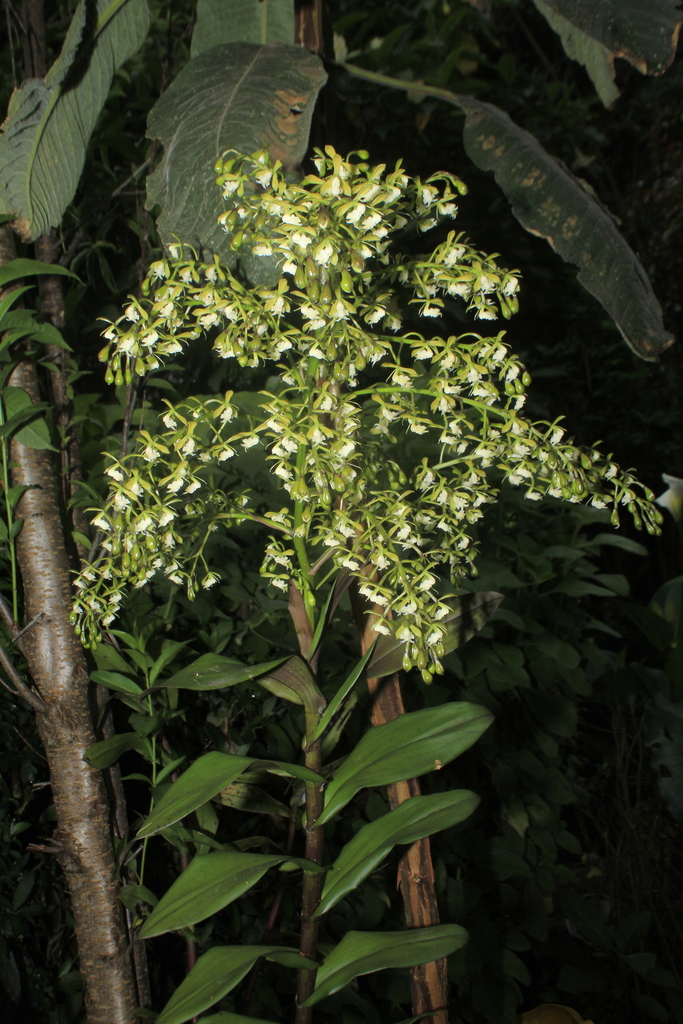 Epidendrum mamapachae Hágsater, F.O.Espinosa & E.Santiago 3