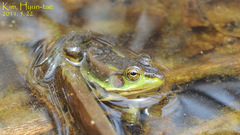 Gold-Spotted Pond Frog photo 4