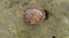 Nerita polita