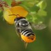 Megachile maculariformis - Photo (c) Nature_Lover, some rights reserved (CC BY-NC), uploaded by Nature_Lover