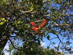 Erythrina caffra