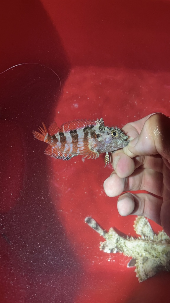 Mimic Blenny