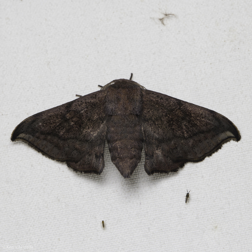 Mimallonidae
