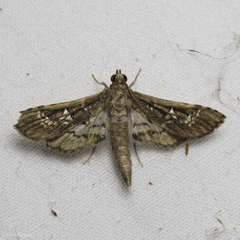 Crocidocnemis pellucidalis