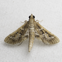 Crocidocnemis pellucidalis