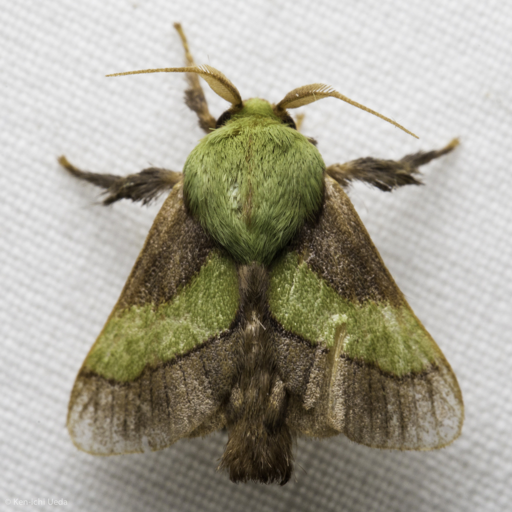 Parasa minima