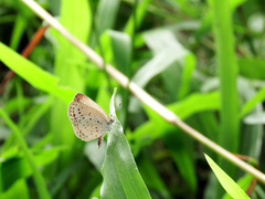 Pseudozizeeria maha okinawana
