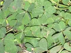 Oxalis