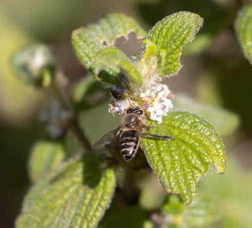 Asian Honey Bee photo 5