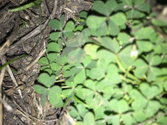 Oxalis