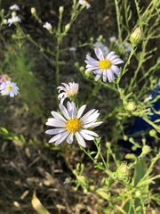 Aster hispidus