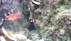 Sargocentron microstoma