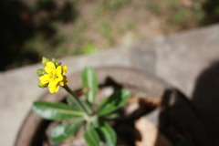 Pachypodium densiflorum