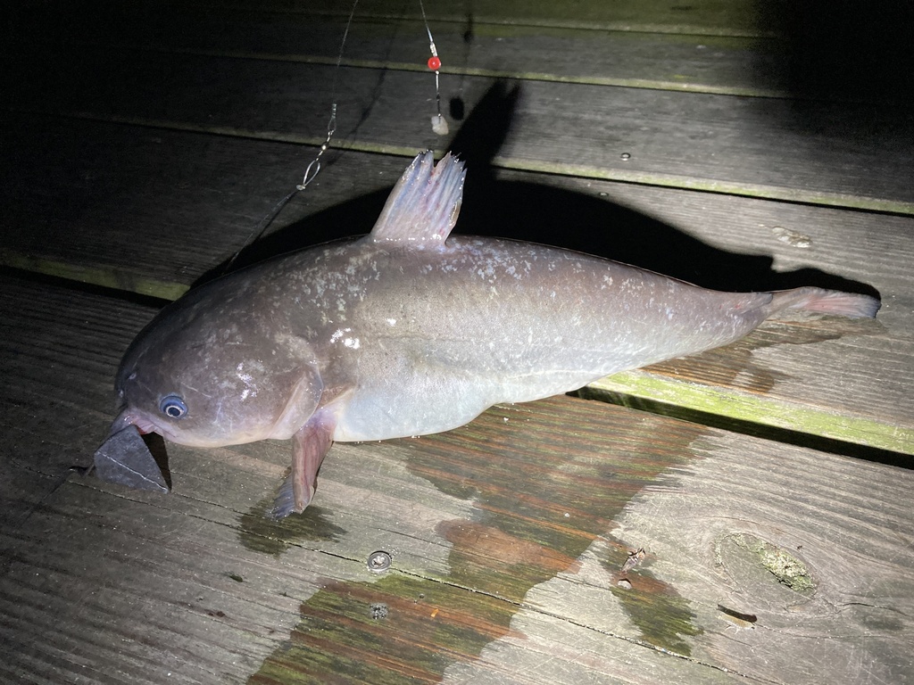 Photo of a White Catfish