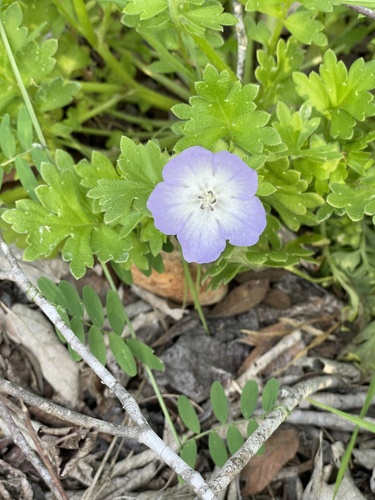 Largeflower baby blue eyes (Nemophila phacelioides)