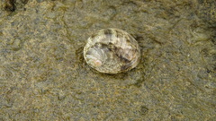 Nerita polita