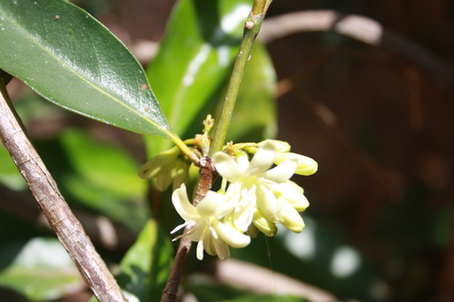 Coffea arenesiana
