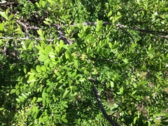 Zanthoxylum capense