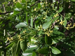 Zanthoxylum capense