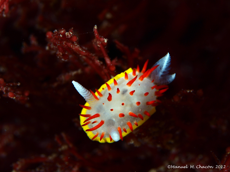 Diaphorodoris
