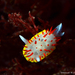 Diaphorodoris - Photo (c) whodden, some rights reserved (CC BY-NC), uploaded by whodden