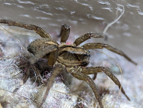 Rustic Wolf Spider photo 4