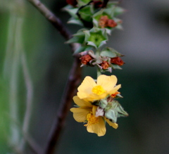 Malvastrum bicuspidatum