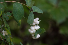 Symphoricarpos albus albus