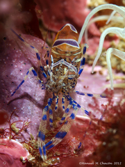 Periclimenes sagittifer