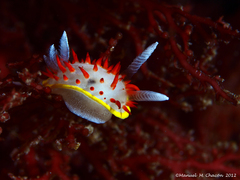 Diaphorodoris papillata