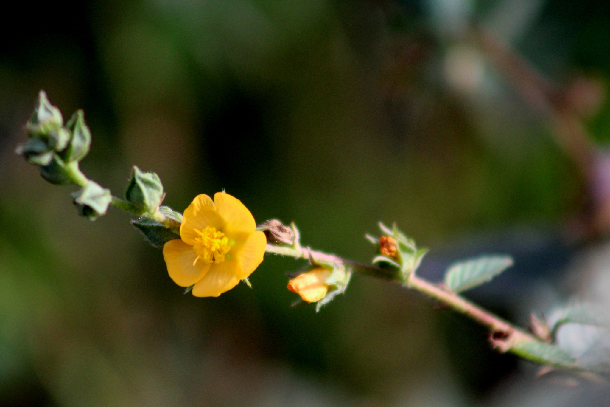 Malvastrum bicuspidatum