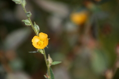 Malvastrum bicuspidatum