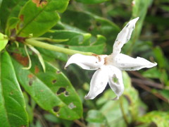 Bremeria latisepala